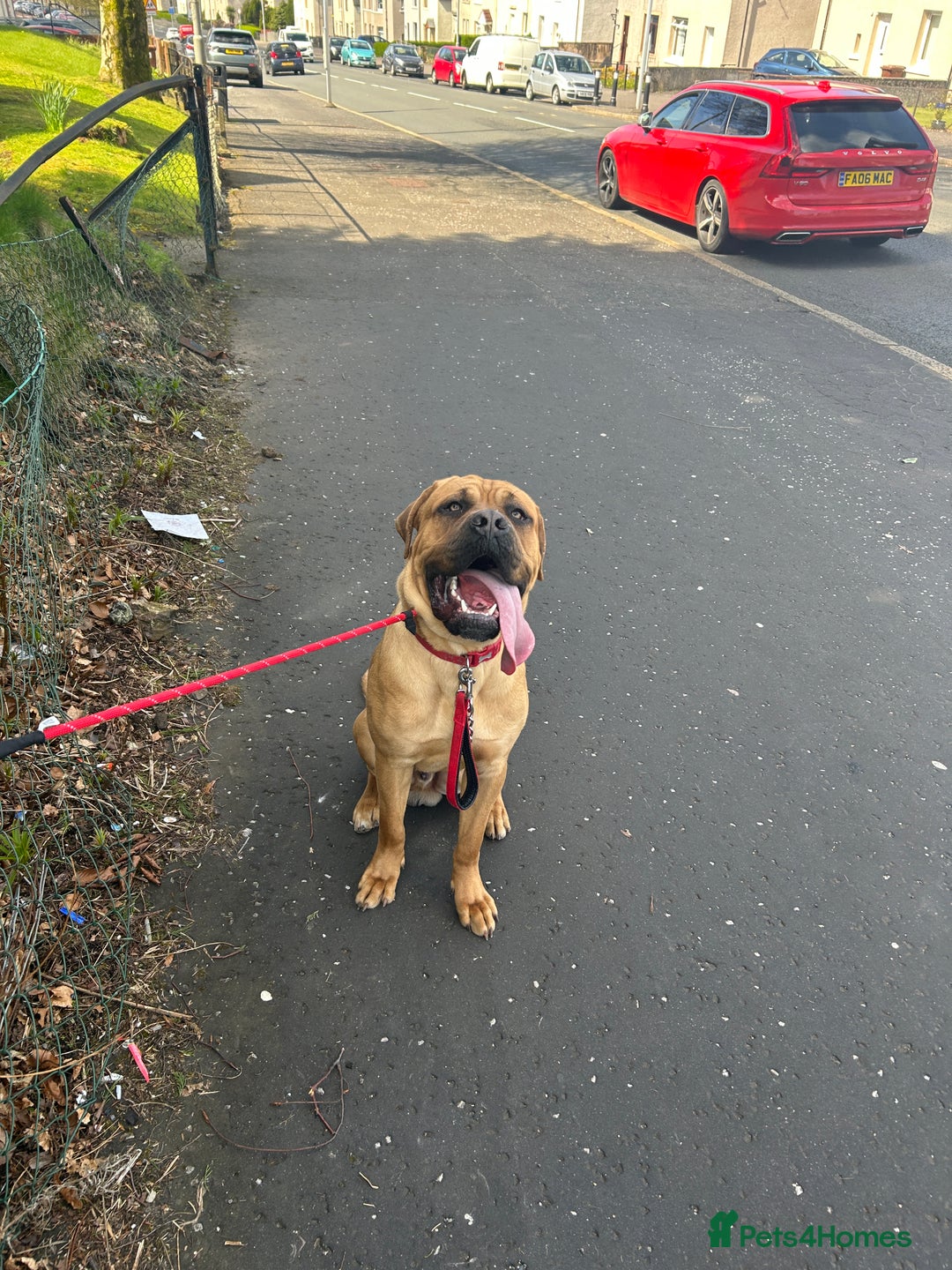 Cane Corso dogs for sale: Cane corso puppies  - Image 20