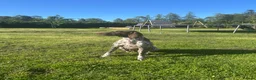 German Shorthaired Pointer dogs for sale: Gamekeeper bred - German Shorthaired Pointer pups - Advert 1