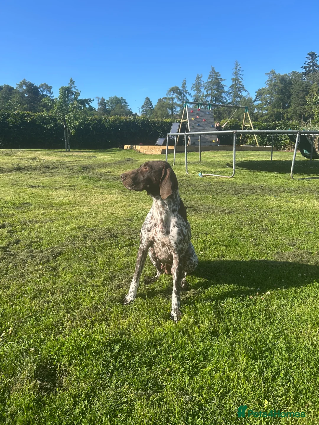 German Shorthaired Pointer dogs for sale: Gamekeeper bred - German Shorthaired Pointer pups - Advert 1