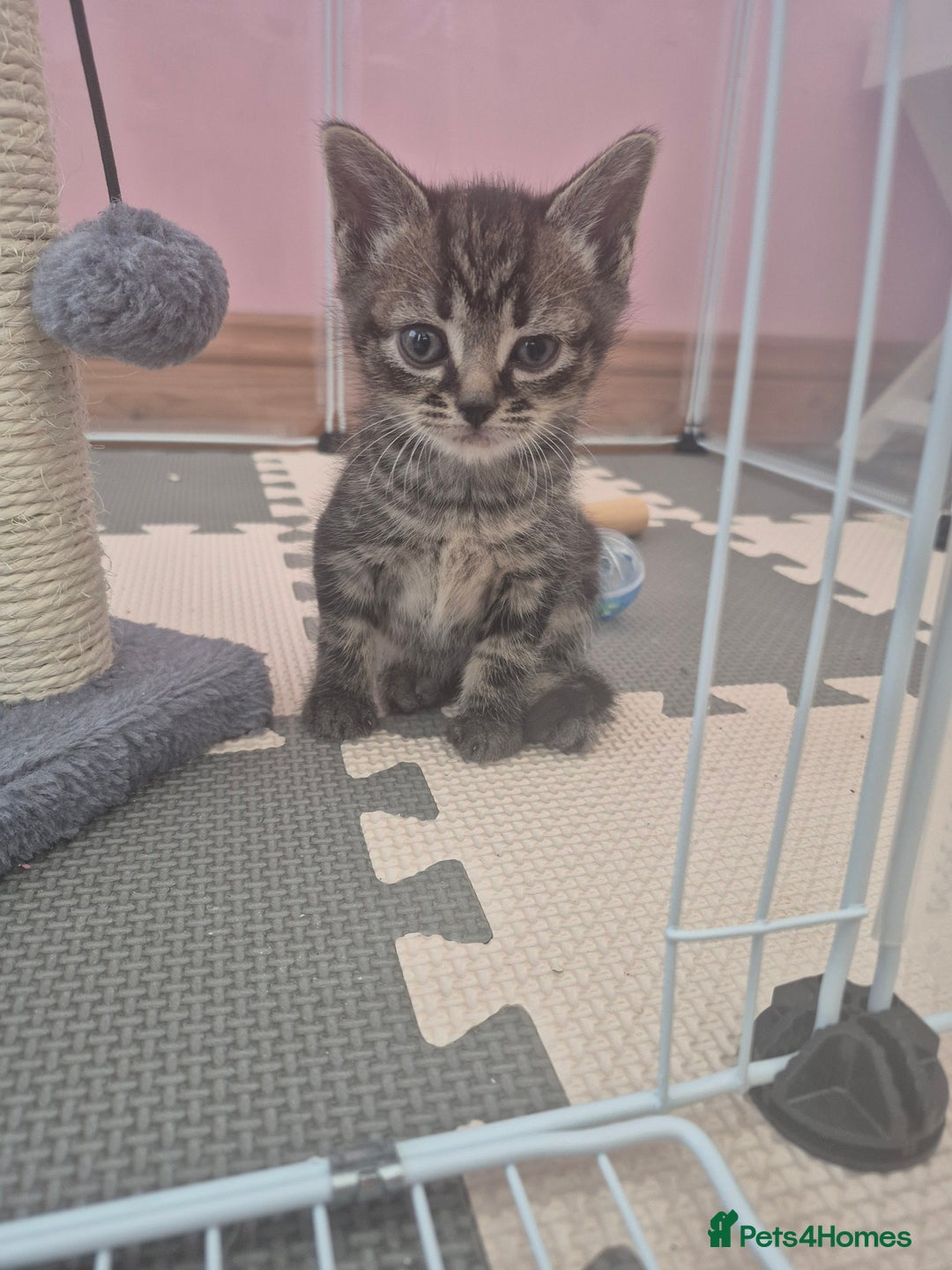 Domestic Shorthair cats for sale: Black and Tabby kittens - Image 3