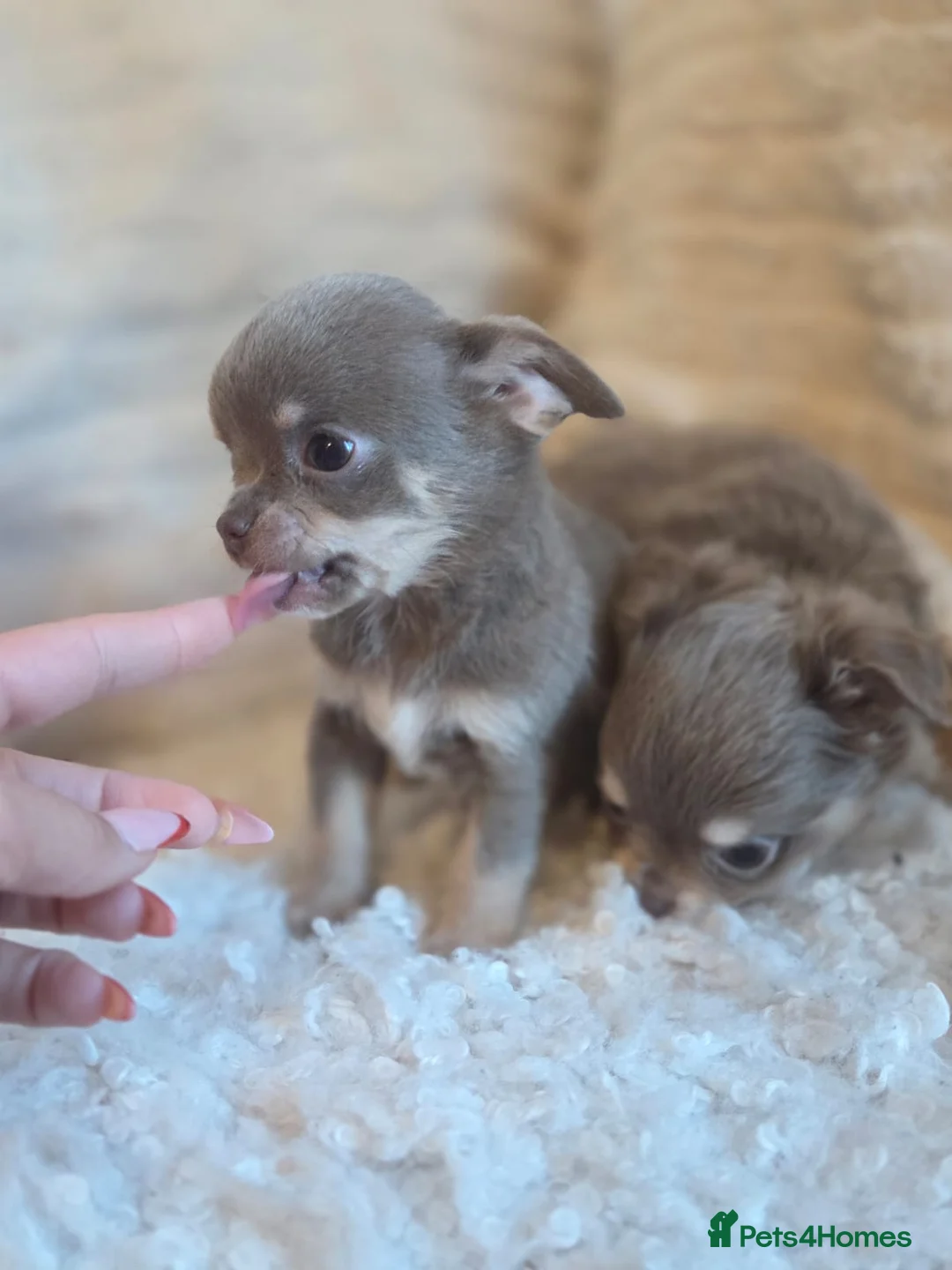 Chihuahua dogs for sale: Beautiful Merle Chihuahua babies - Advert 5