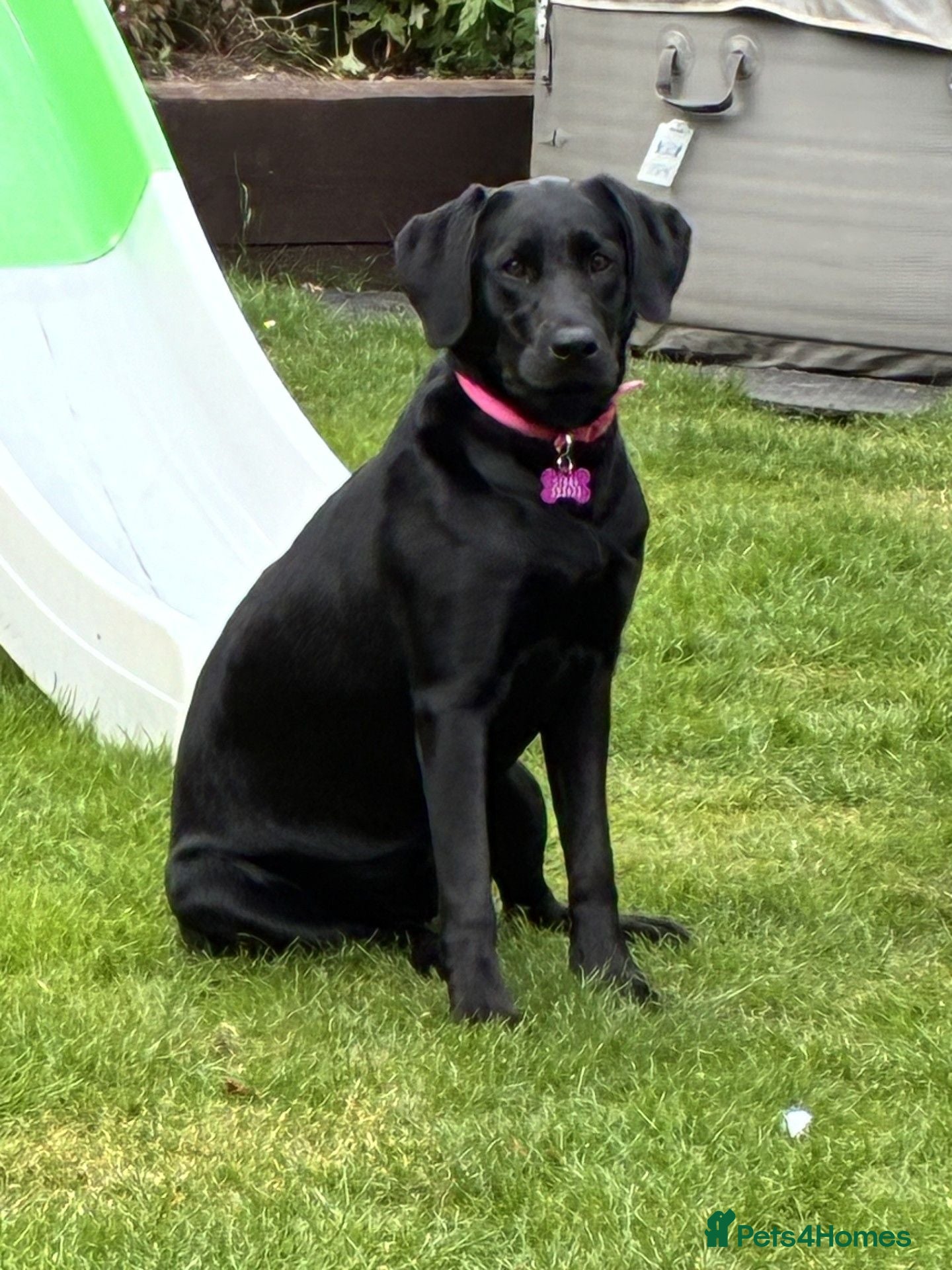 Labrador Retriever dogs Labrador  - Advert 8