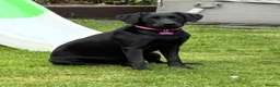 Labrador Retriever dogs for sale: Labrador  in Spalding - Advert 1