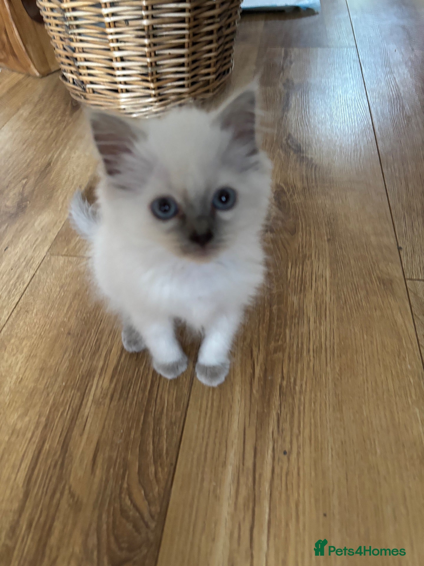Ragdoll cats Beautiful Pure Ragdoll kittens - Advert 1