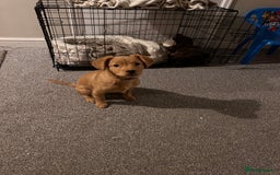 Mixed Breed dogs for sale: Dachshund/frenchie  - Image 4