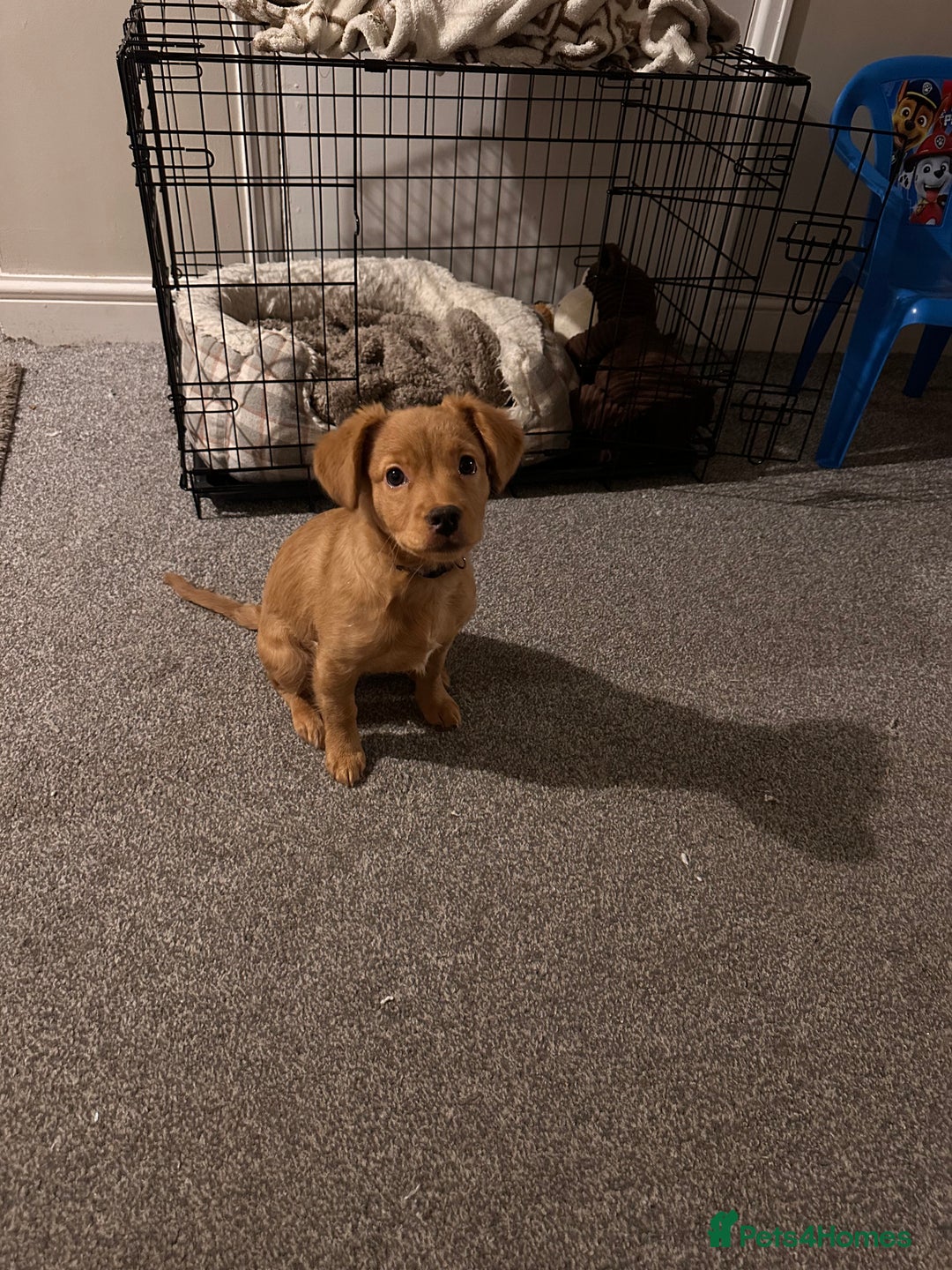 Mixed Breed dogs for sale: Dachshund/frenchie  - Image 4