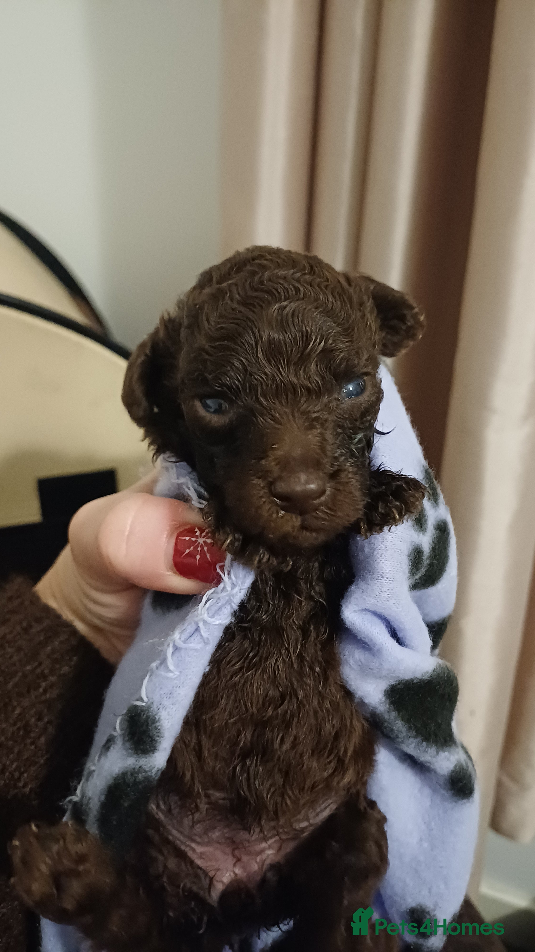 Toy Poodle dogs Female toy poodles chocolate & apricot  - Advert 1