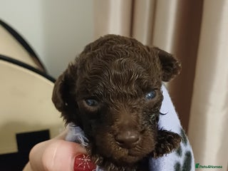 Toy Poodle dogs Female toy poodles chocolate & apricot - Advert 5