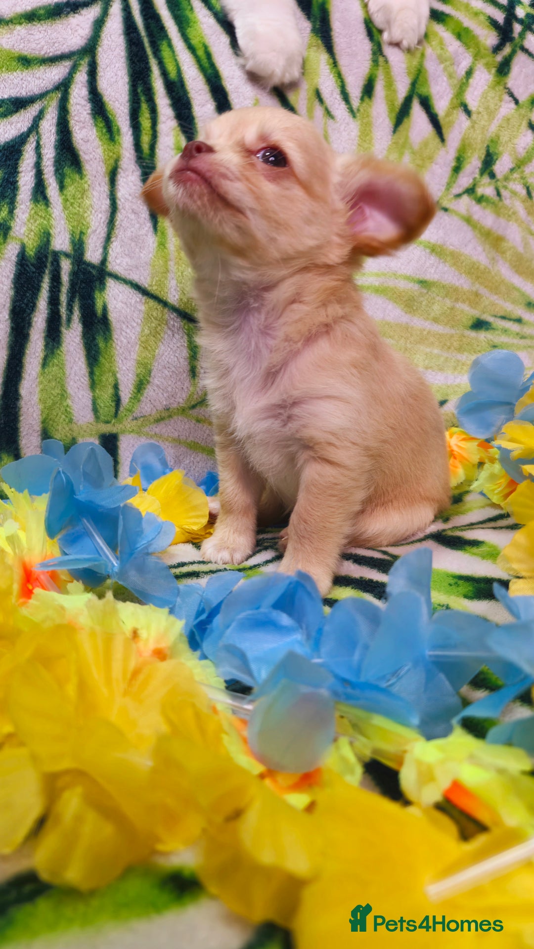 Chihuahua dogs for sale: !!Only one left!! KC Chihuahua Baby Girls - Advert 12