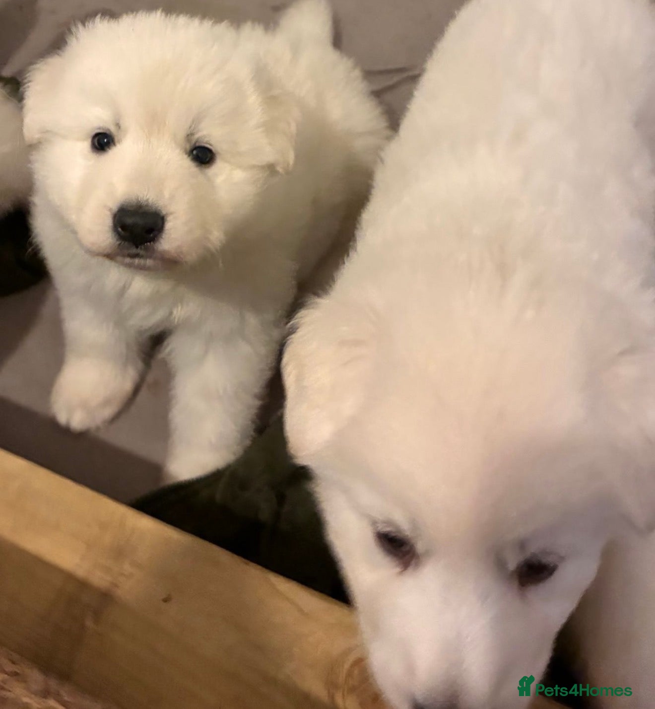 White Swiss Shepherd dogs White Swiss Shepherd Puppies in London - Advert 1