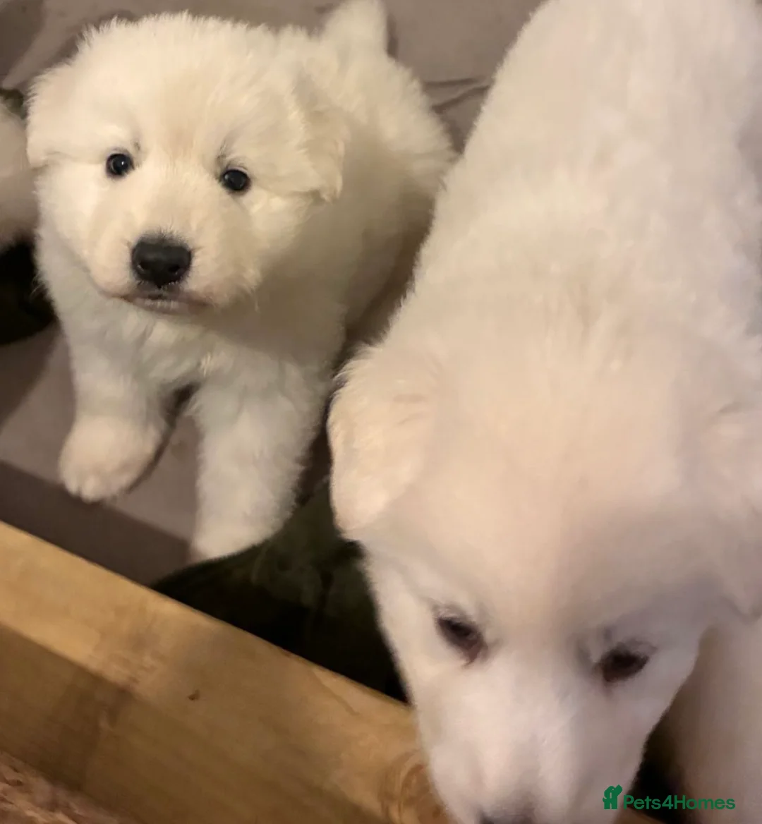 White Swiss Shepherd dogs for sale: White Swiss Shepherd Puppies in London - Advert 1