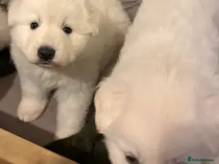 White Swiss Shepherd dogs White Swiss Shepherd Puppies in London - Advert 1