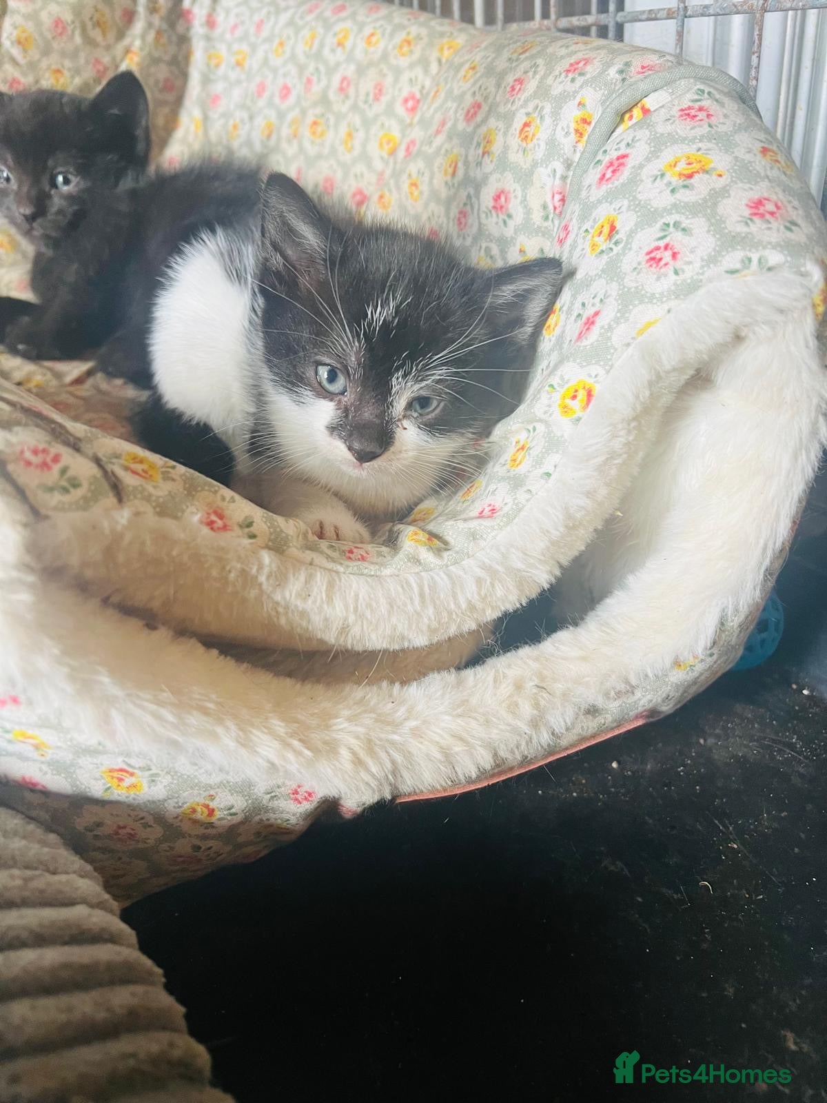 Domestic Shorthair cats Beautiful kittens  - Advert 16