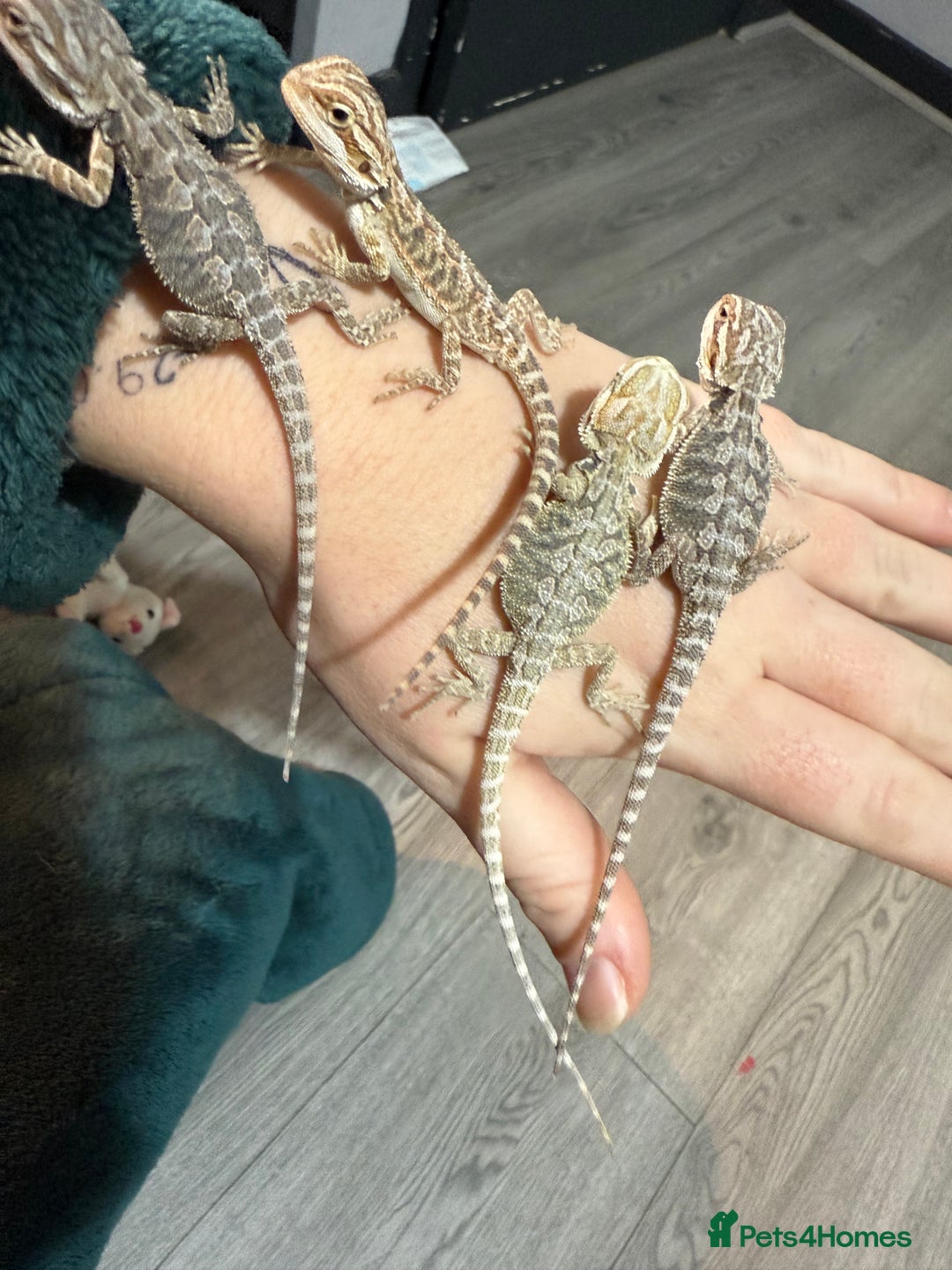 Bearded Dragon reptiles for sale: Bearded Dragon Babies - Advert 12