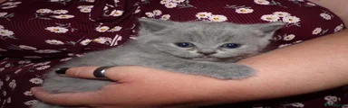 British Shorthair Kitten 2