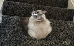 Ragdoll cats for sale: Purebred blaze point Ragdoll girl - Image 2