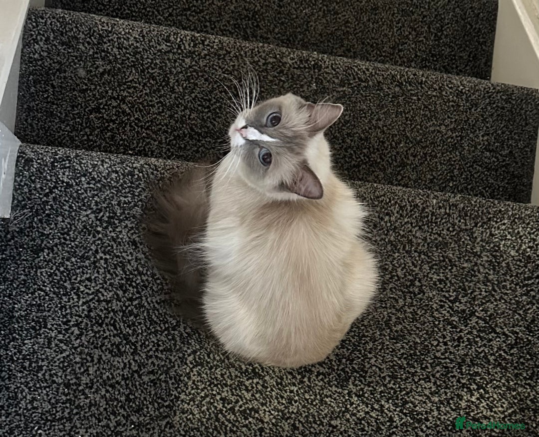 Ragdoll cats for sale: Purebred blaze point Ragdoll girl - Image 2