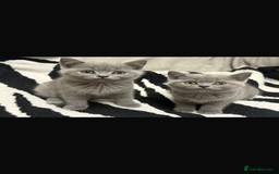 British Shorthair cats for sale: British shorthair kittens male and female  - Image 4