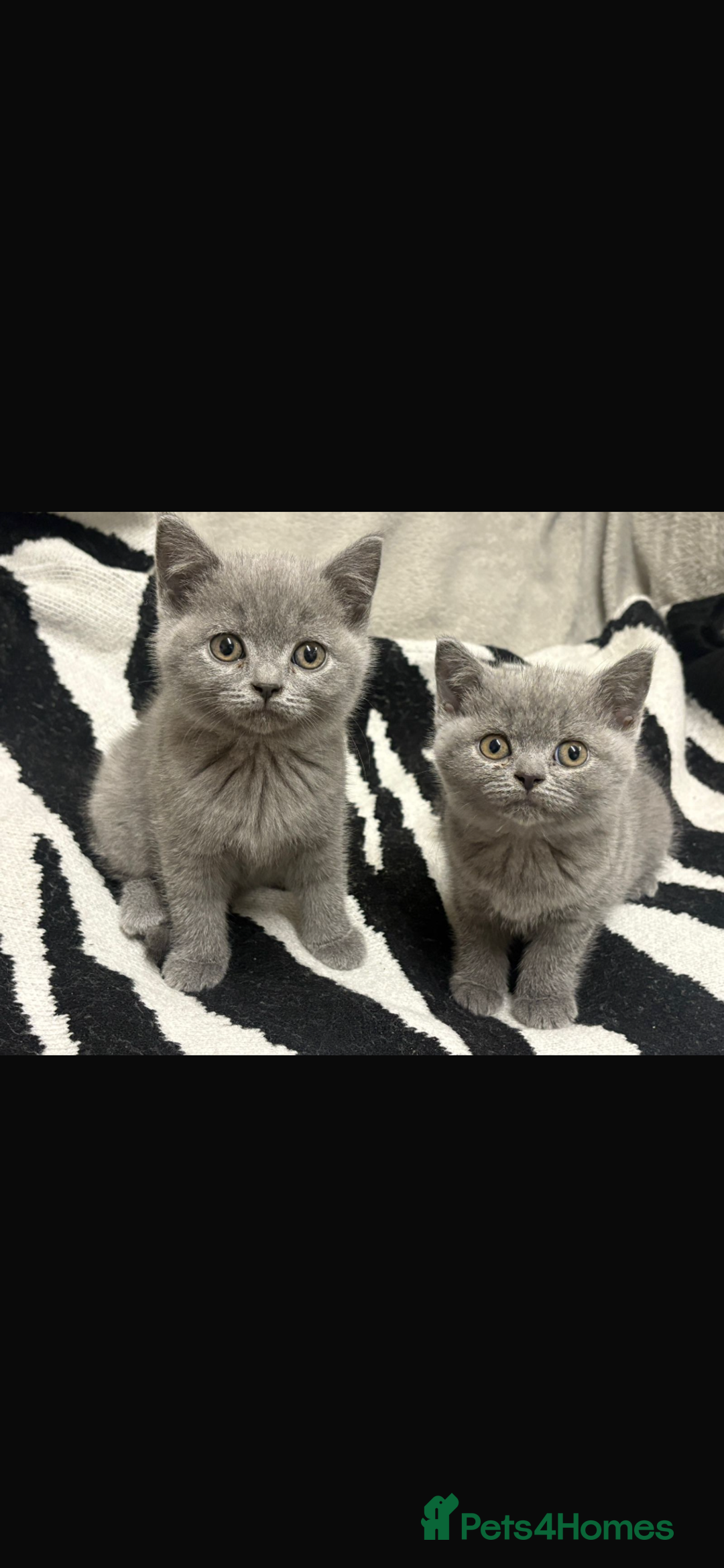 British Shorthair cats for sale: British shorthair kittens male and female  - Image 4