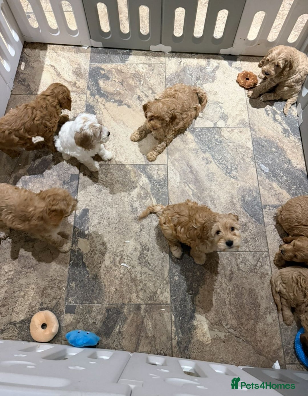 Cockapoo dogs for sale: Quality Cockapoo Puppies - Advert 7