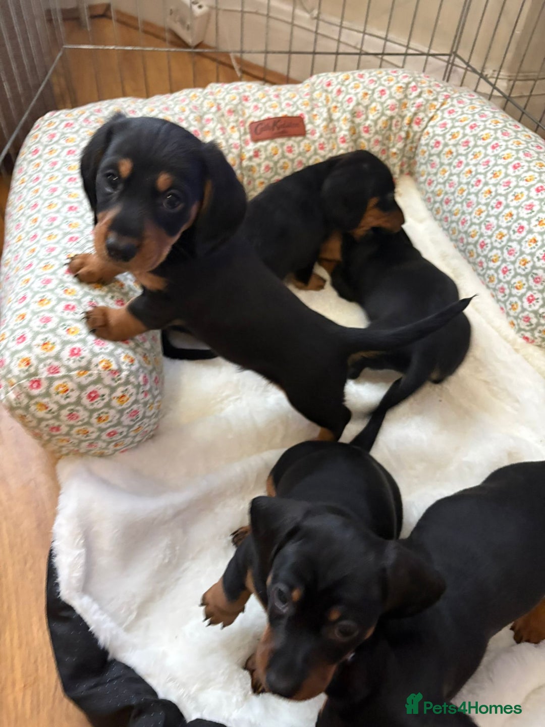 Dachshund dogs for sale: 6 beautiful dachshund puppies for sale 800 - Advert 4
