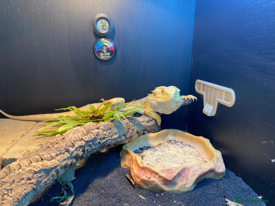 Bearded Dragon reptiles for sale: Bearded dragon - Advert 1