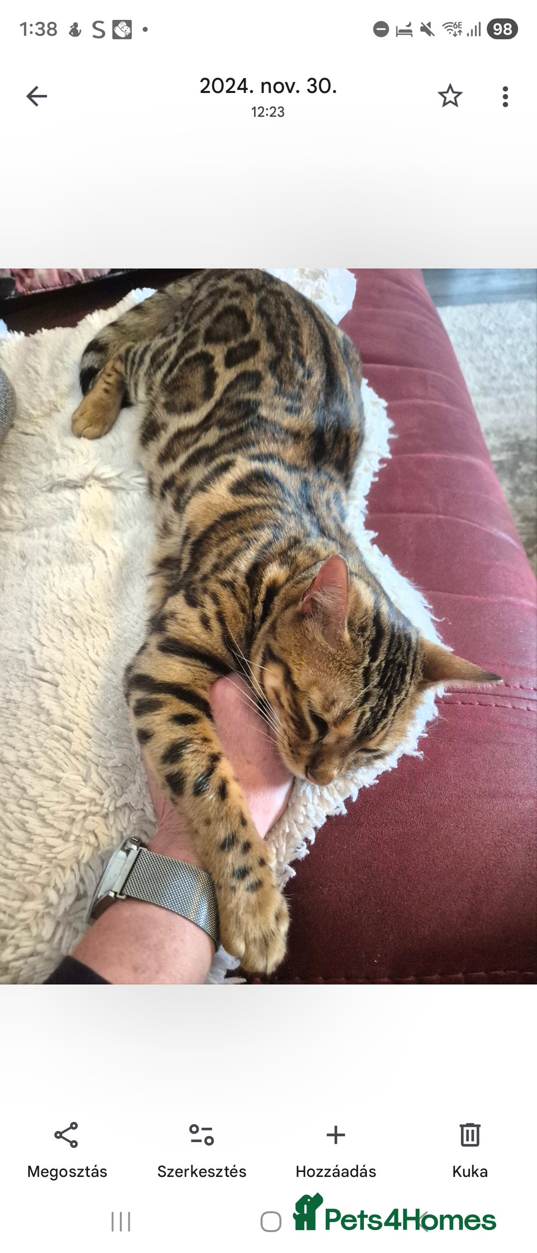 Bengal cats for sale: Belgian cat - Advert 3