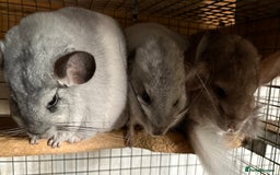 Chinchilla rodents for sale: Trio of Young Males - Image 2
