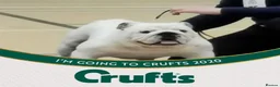 English Bulldog dogs for stud: Qualified Crufts20/21/22/23/24 Health Certificates in Slough - Advert 20