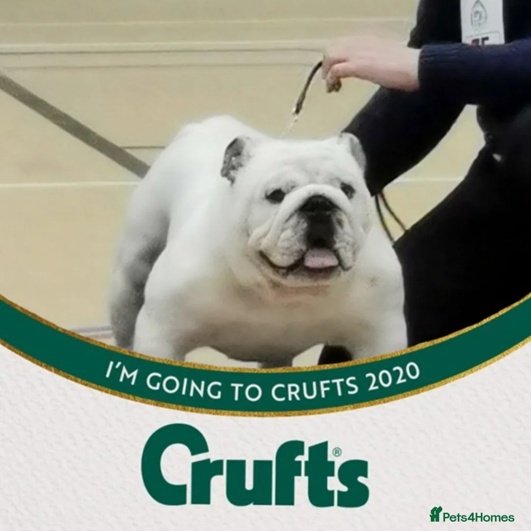English Bulldog dogs for stud: Qualified Crufts20/21/22/23/24 Health Certificates in Slough - Advert 20