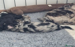 Schnoodle dogs for sale: 3 Stunning F2b Mearle Schnoodle Puppies - Image 19