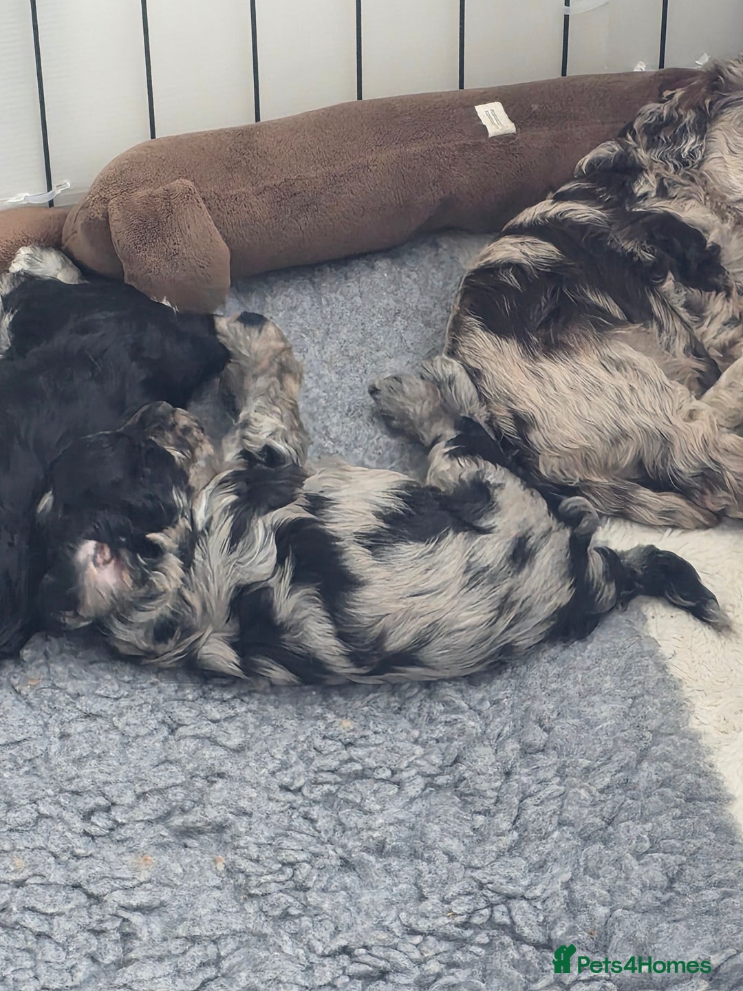 Schnoodle dogs for sale: 3 Stunning F2b Mearle Schnoodle Puppies - Image 19