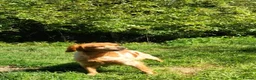 Brittany Spaniel dogs for adoption: Uriel in Alfreton - Advert 6