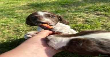 English Springer Spaniel dogs - Advert 9