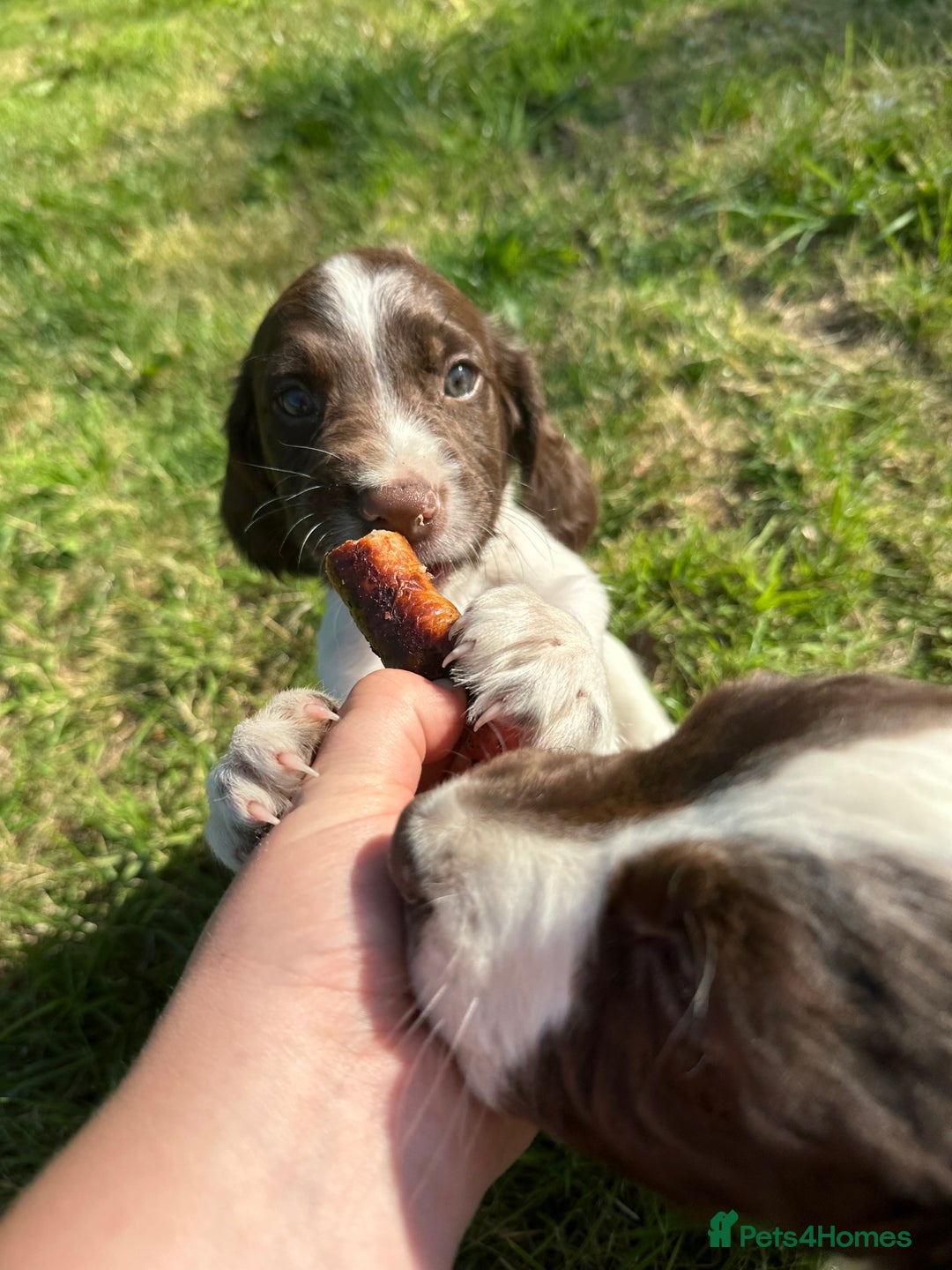 English Springer Spaniel dogs for sale: KC springer spaniel  - Image 3