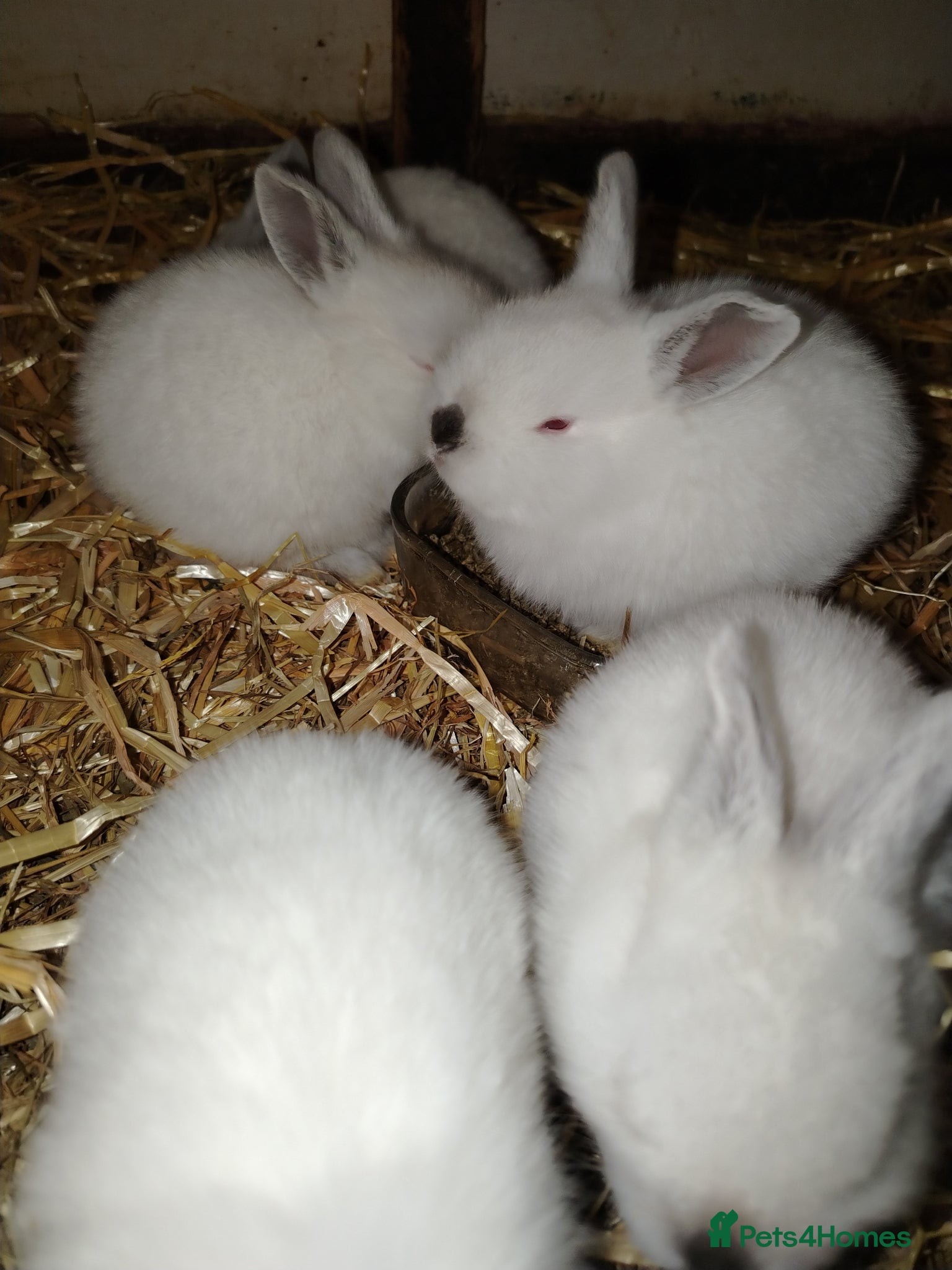Californian rabbits for sale: Californian White Buck Kits - READY 18TH JUNE - Advert 4