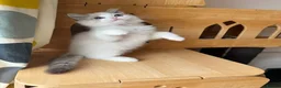 Ragdoll cats for sale: Adorable Ragdoll Kittens - 12 Weeks, Ready Now - Advert 11