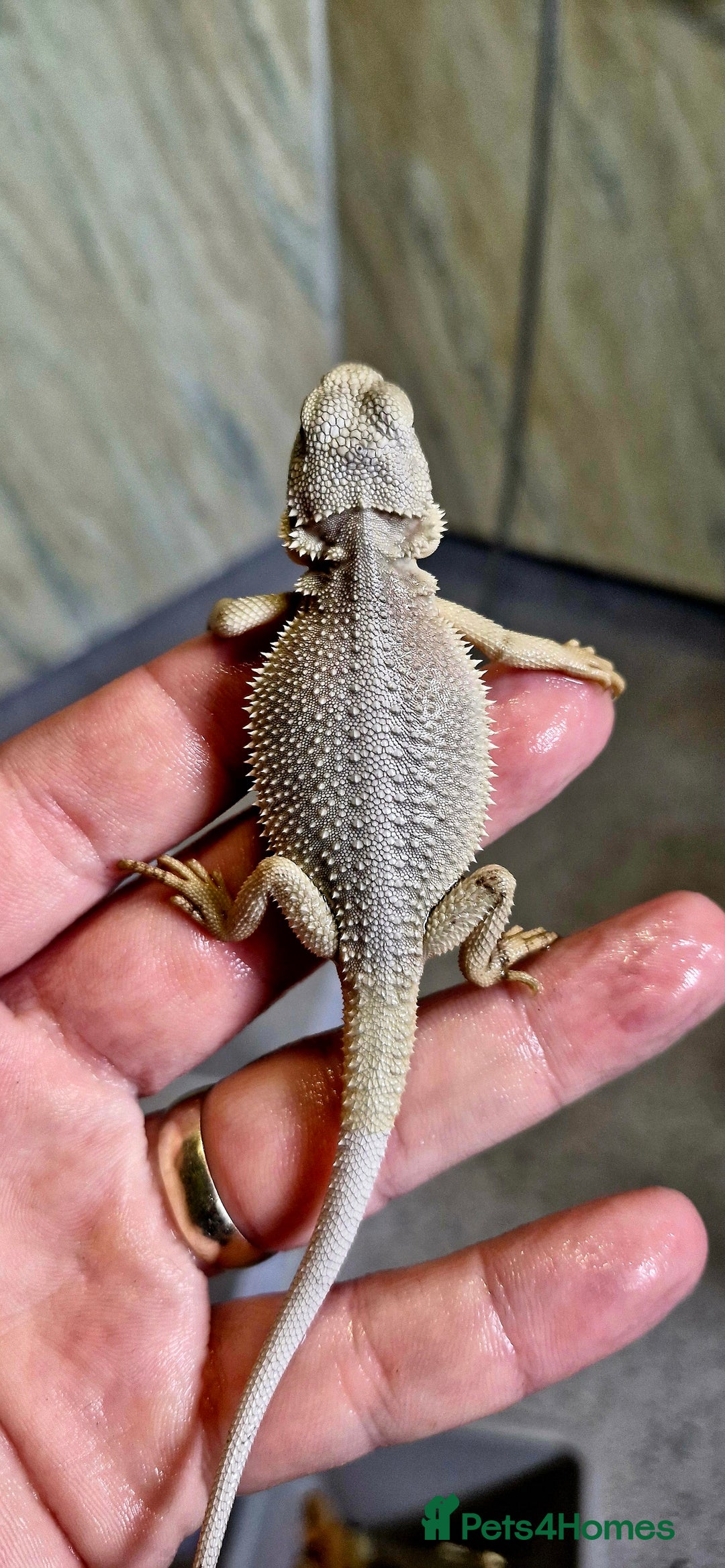 Bearded Dragon reptiles for sale: Pogona vitticeps + vitticeps/Barbata hybrids - Image 13