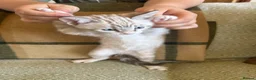 Bengal cats for sale: Exceptional Bengal Heritage Kittens in Llangammarch Wells - Advert 25
