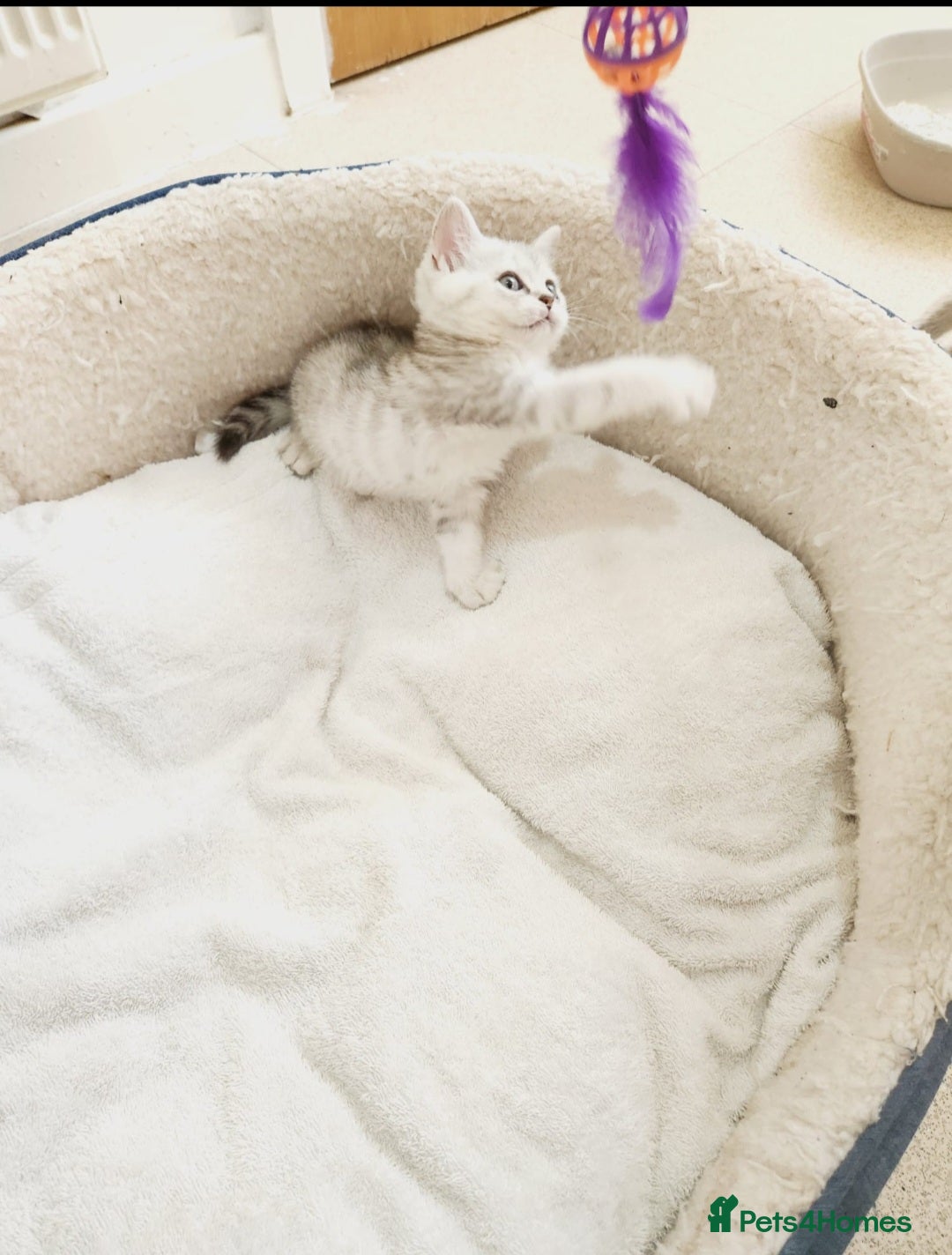 British Shorthair cats for sale: BRITISH SHORT-HAIR KITTENS   - Image 7