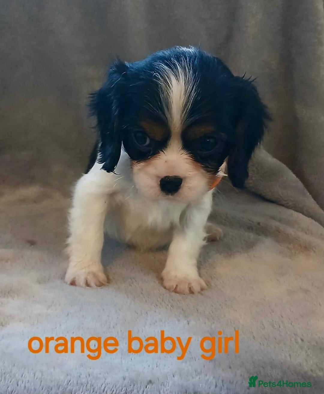 Cavalier King Charles Spaniel dogs for sale: Health tested Cavalier King Charles  - Advert 4