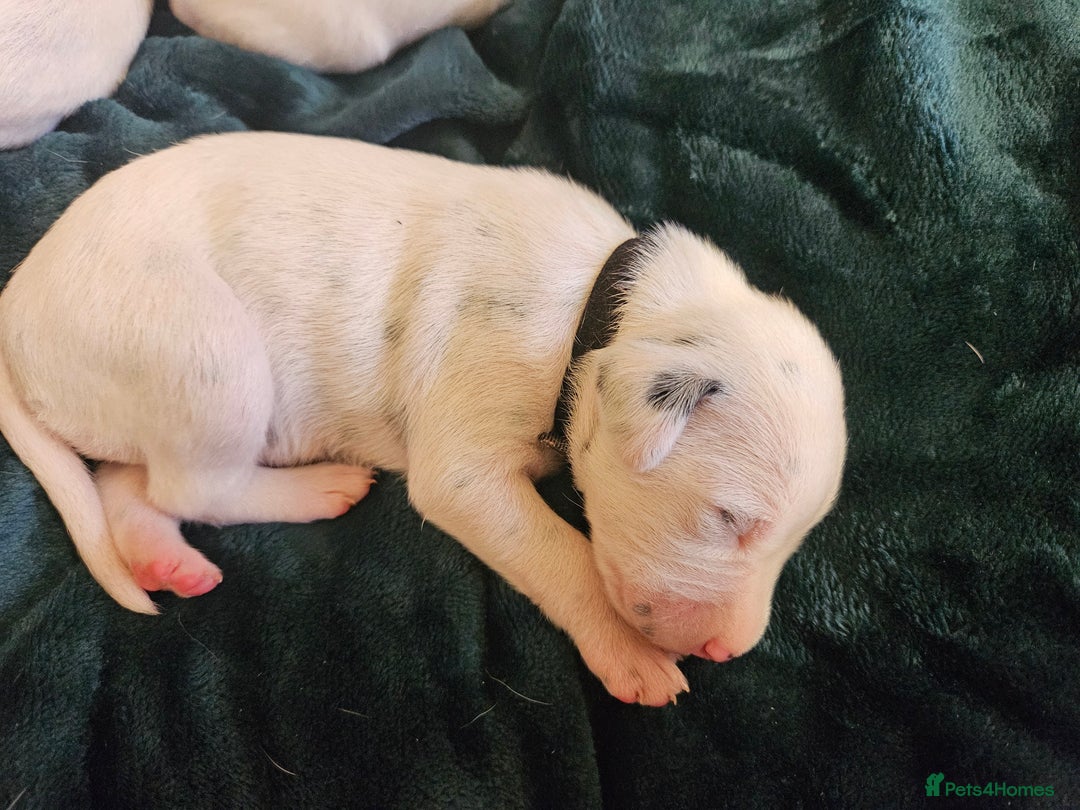 Dalmatian dogs for sale: 8 KC Dalmatian puppies  - Image 15