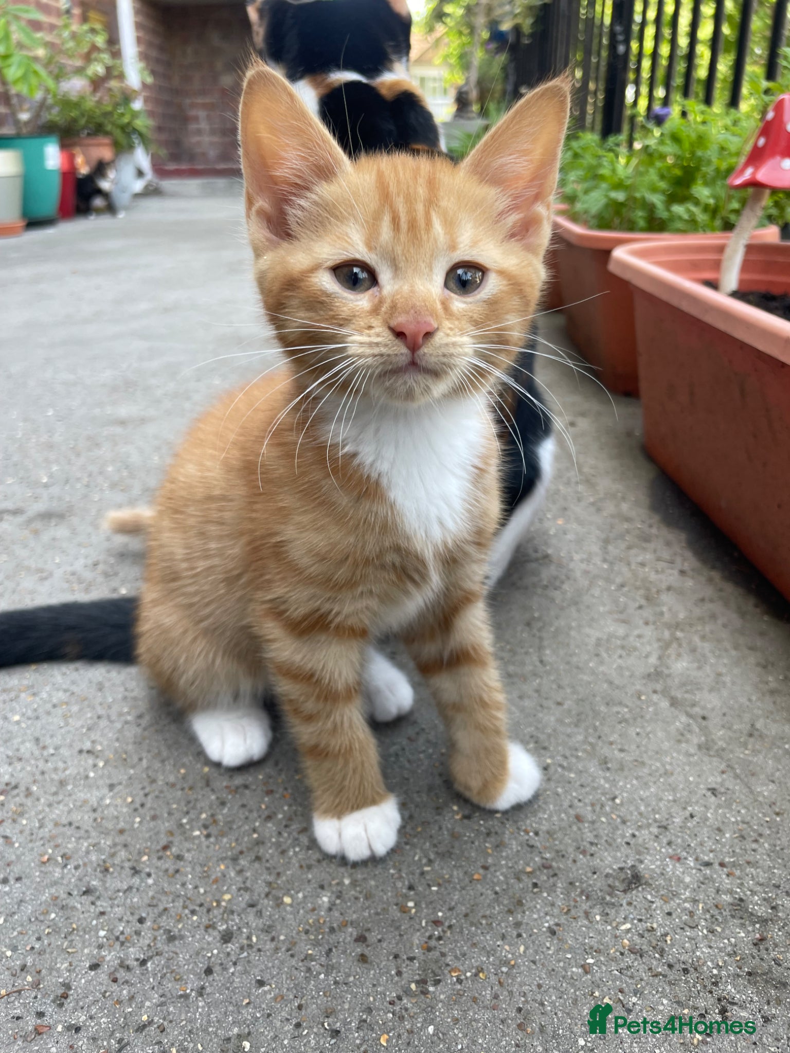 Mixed Breed cats for sale: Healthy kittens for sale  - Advert 12