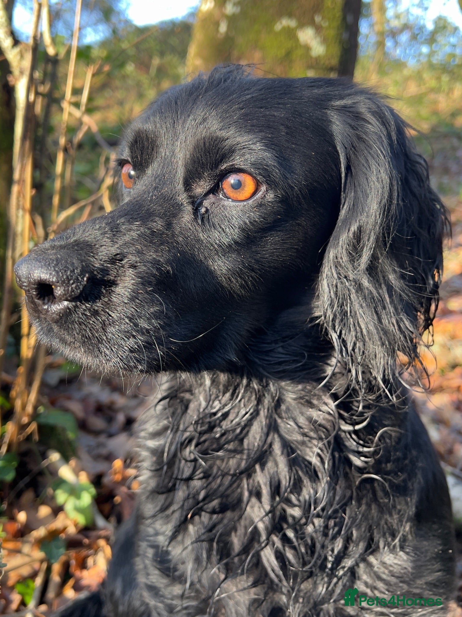Cocker Spaniel dogs Working Cocker Spaniel Pups- 2 Boys Available18/7  - Advert 1