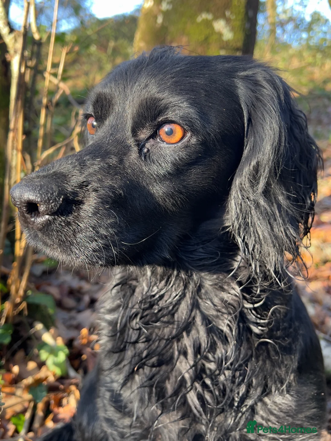 Cocker Spaniel dogs for sale: Working Cocker Spaniel Pups- 2 Boys Available18/7  in Petworth - Advert 1