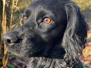 Cocker Spaniel dogs Working Cocker Spaniel Pups- 2 Boys Available18/7 - Advert 1