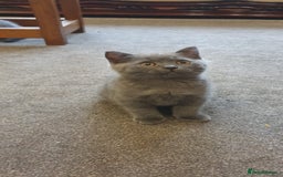 British Shorthair cats for sale: British Shorthair kittens from champion bloodline - Image 4