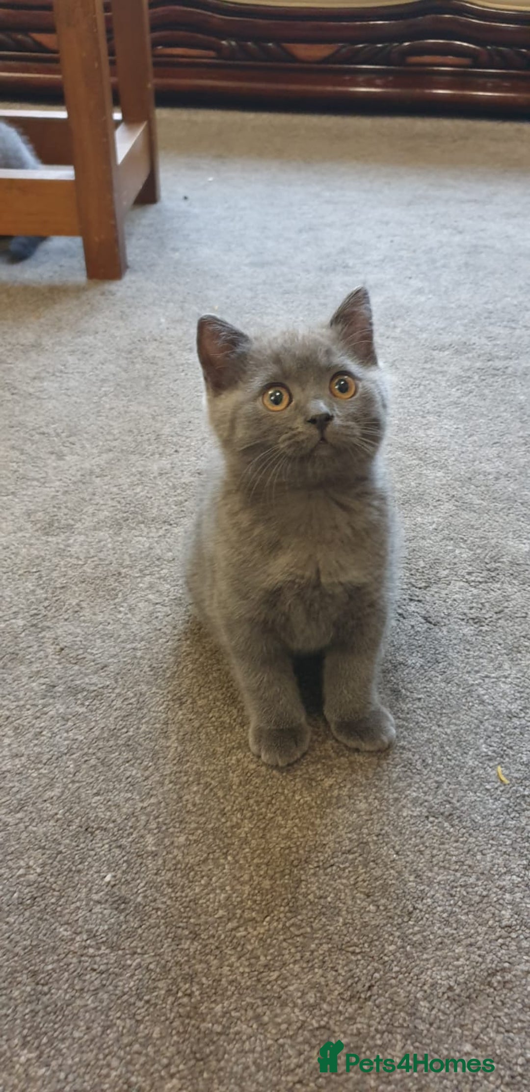 British Shorthair cats for sale: British Shorthair kittens from champion bloodline - Image 4