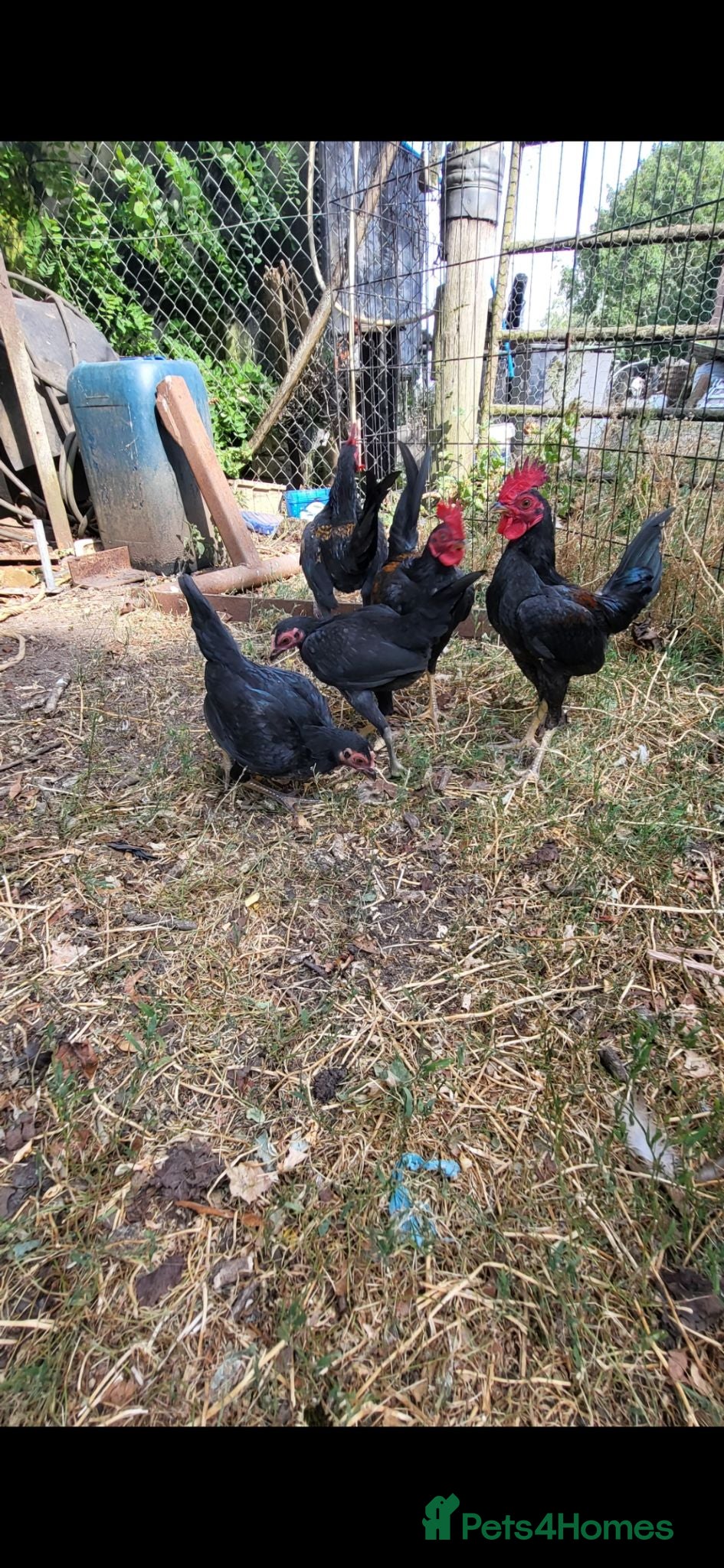Chickens poultry Old English Game Bantams - Advert 3