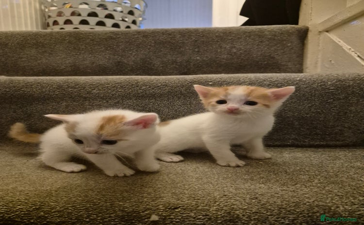 Mixed Breed cats - Advert 1
